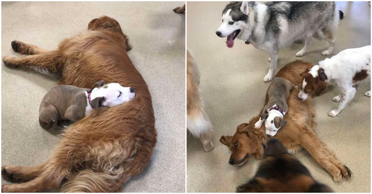 Dog Becomes Friend With Every Fluffy Dog At Day Care So She Can Sleep On Them