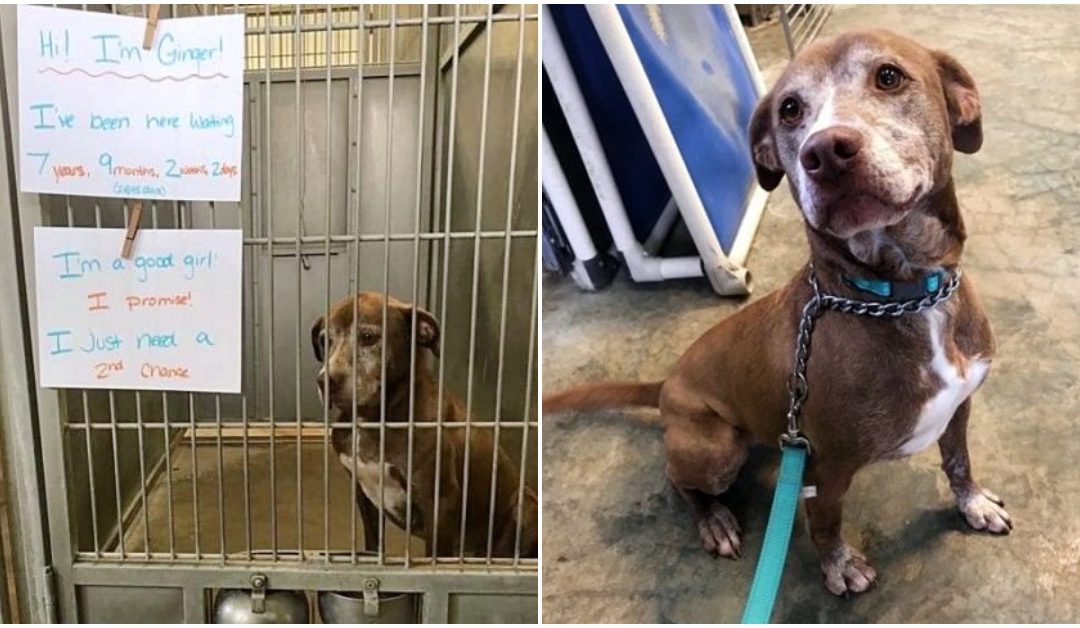 Shelter Dog’s Been Waiting To Be Adopted Almost Her Entire Life