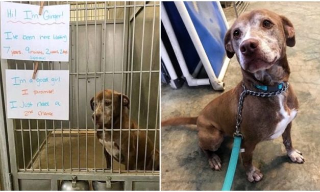 Shelter Dog’s Been Waiting To Be Adopted Almost Her Entire Life