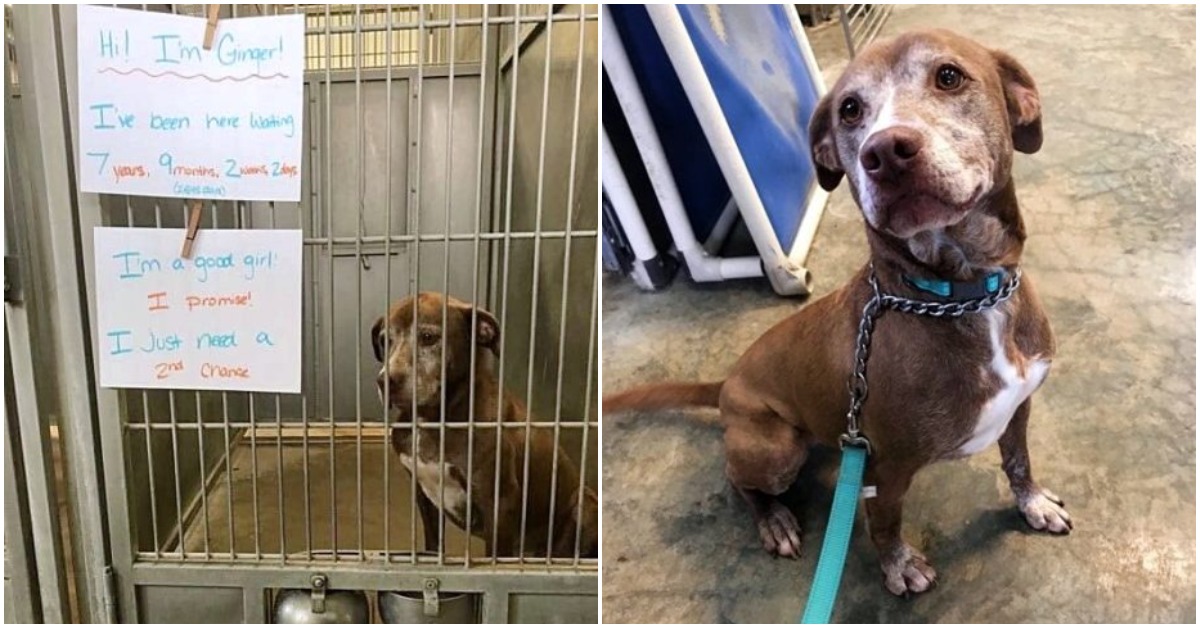 Shelter Dog’s Been Waiting To Be Adopted Almost Her Entire Life