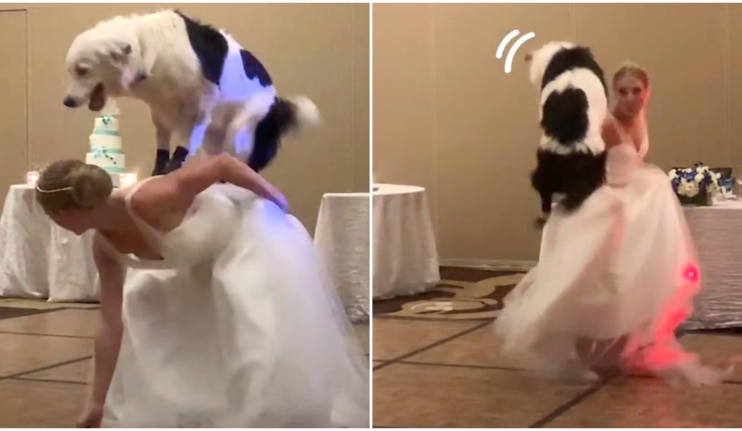 A Bride Danced With Her Dog On Her Wedding Day And It’s All Kinds Of Wonderful