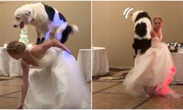 A Bride Danced With Her Dog On Her Wedding Day And It’s All Kinds Of Wonderful