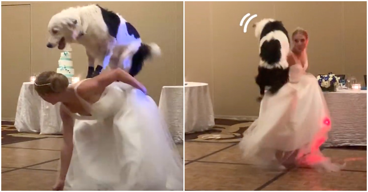 A Bride Danced With Her Dog On Her Wedding Day And It’s All Kinds Of Wonderful