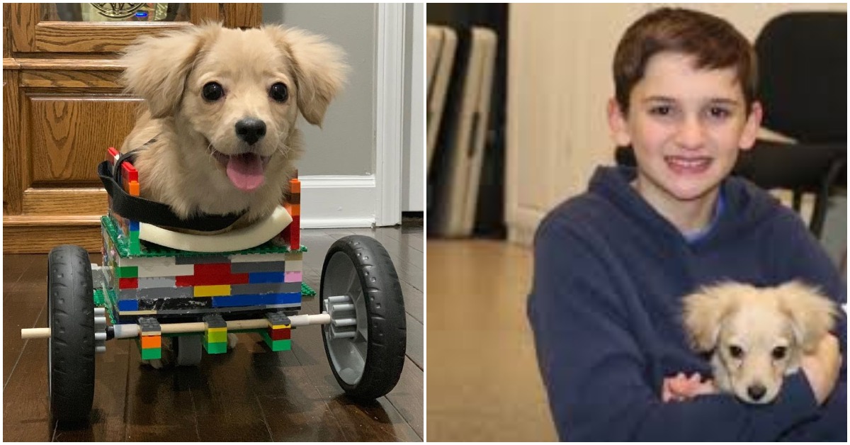 12-Year-Old Boy Designs Lego Wheelchair For Abandoned Disabled Pup