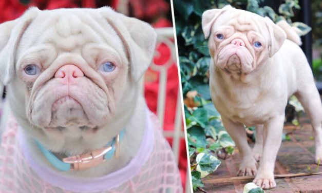 Rare Pink Pug ‘Milkshake’ Is One Of Less Than 100 In The World, Becomes Social Media Star