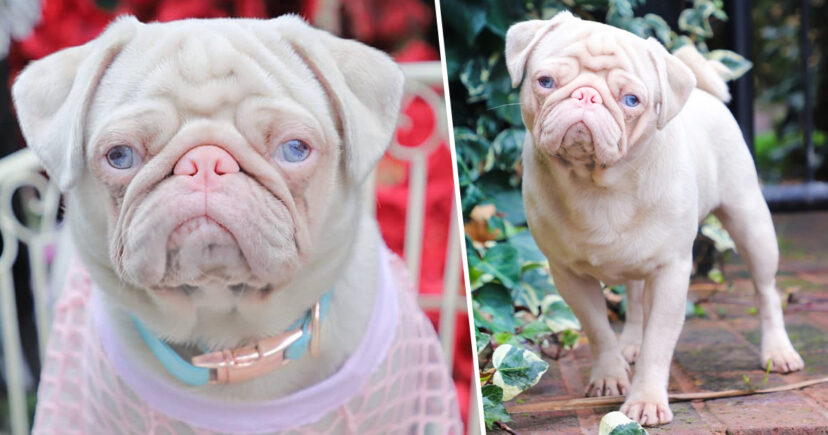 Rare Pink Pug ‘Milkshake’ Is One Of Less Than 100 In The World, Becomes Social Media Star