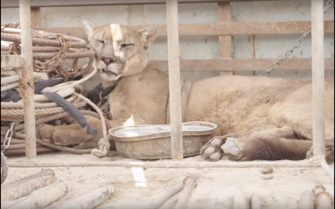 Mountain Lion Gets A Glimpse Of Life Without Chains After 20 Years Of Captivity