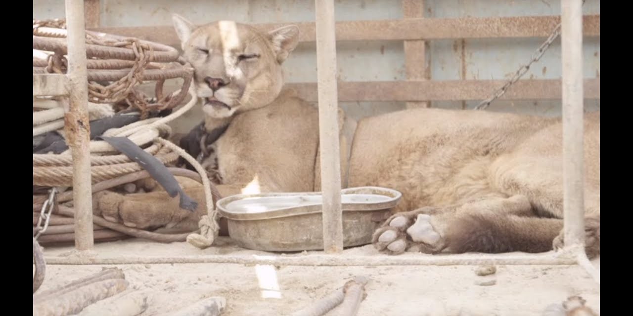 Mountain Lion Gets A Glimpse Of Life Without Chains After 20 Years Of Captivity