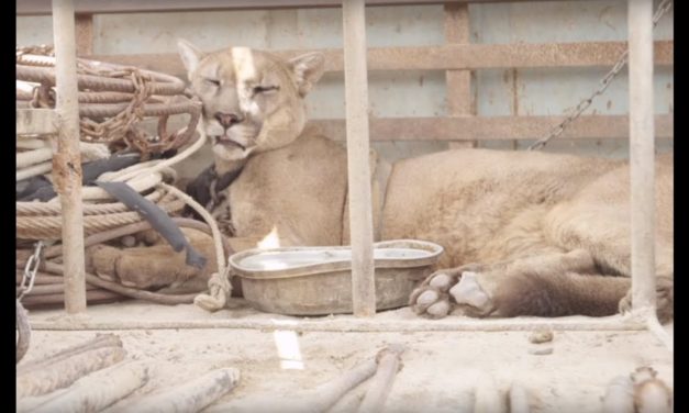 Mountain Lion Gets A Glimpse Of Life Without Chains After 20 Years Of Captivity