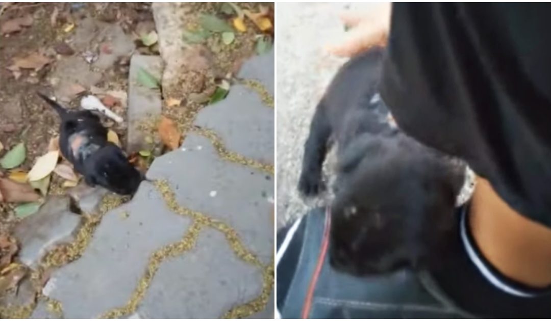 Micro Puppy Wounded And Malnourished Begs For Help