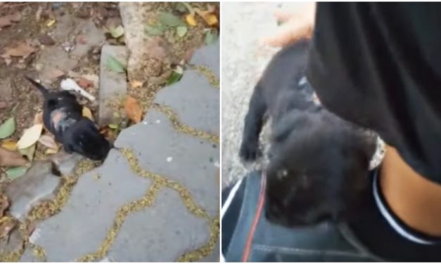 Micro Puppy Wounded And Malnourished Begs For Help