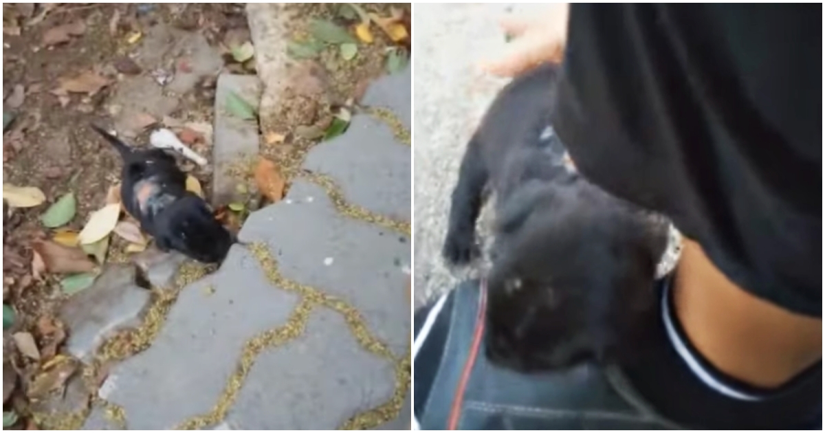 Micro Puppy Wounded And Malnourished Begs For Help