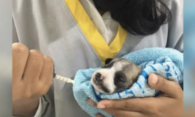 Tiniest Puppy Warrior Still Fights After Huge Brain Injury