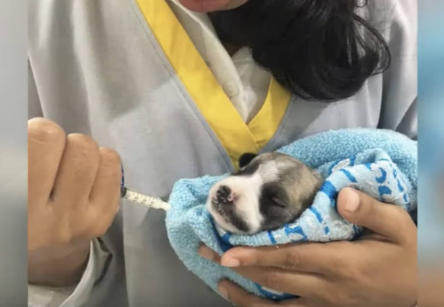 Tiniest Puppy Warrior Still Fights After Huge Brain Injury