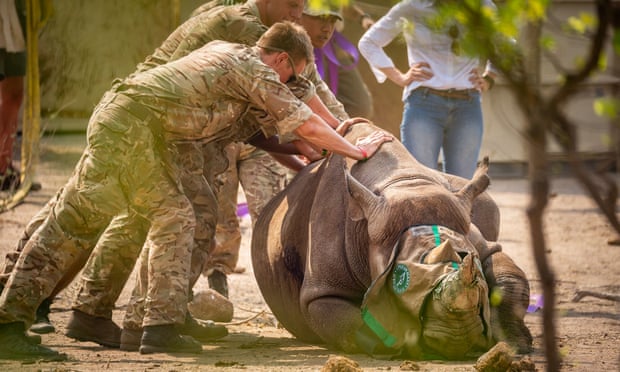 African Black Rhino Numbers Increase Due To Conservation And Stronger Protection