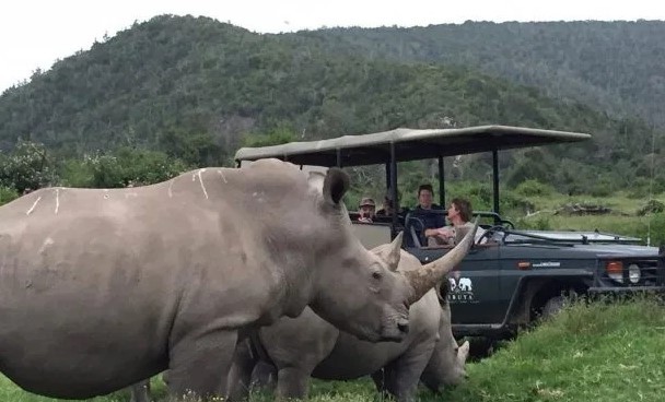 Rhino Poacher Torn To Pieces And Eaten Alive by Lions In South Africa