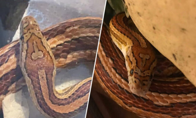 Name For Pet Snake Goes Viral Because Of Unique Skin Mark