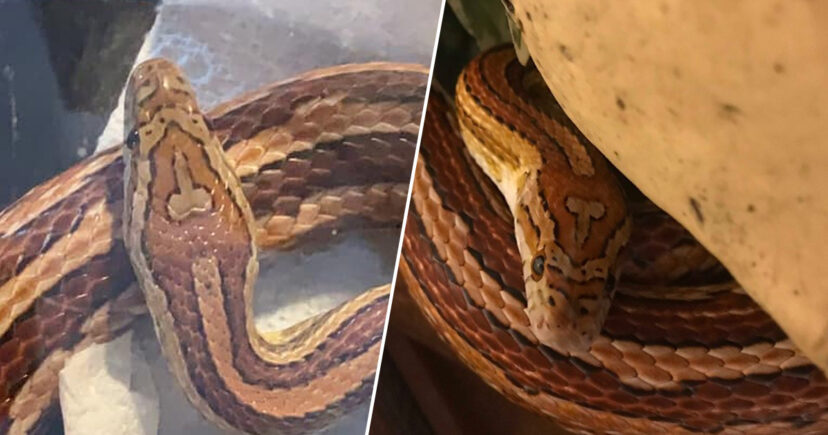 Name For Pet Snake Goes Viral Because Of Unique Skin Mark