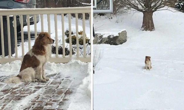 Dog Patiently Waits In The Cold For 5 Days For The Owners Who Abandoned Her