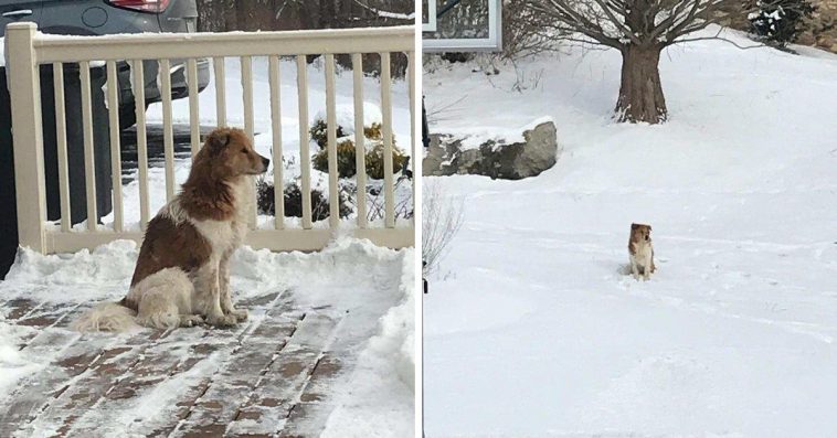Dog Patiently Waits In The Cold For 5 Days For The Owners Who Abandoned Her
