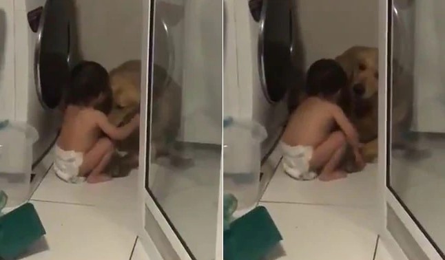 Tiny Adorable Human Comforts Scared Golden Retriever Because Of A Thunderstorm