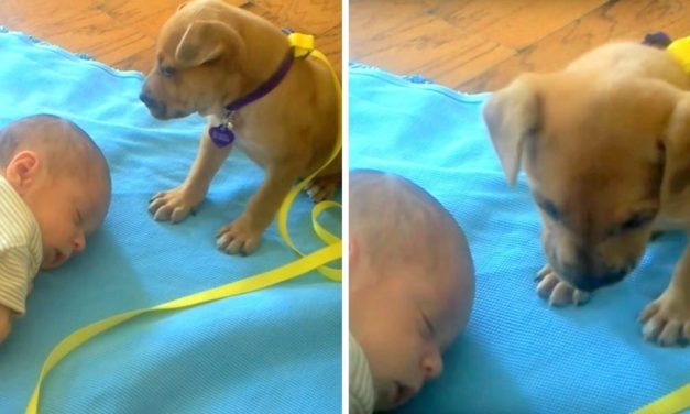 Cute Abandoned Puppy Doesn’t Know How To Lie Down And Keeps Rolling, Finds Comfort in Baby