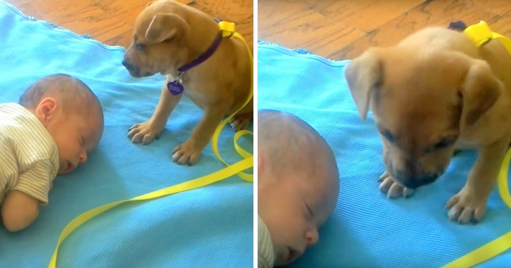 Cute Abandoned Puppy Doesn’t Know How To Lie Down And Keeps Rolling, Finds Comfort in Baby