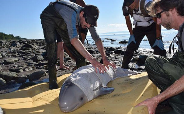 Heroic Kids Save Newborn Baby Whale Who Ended Up On The Sand