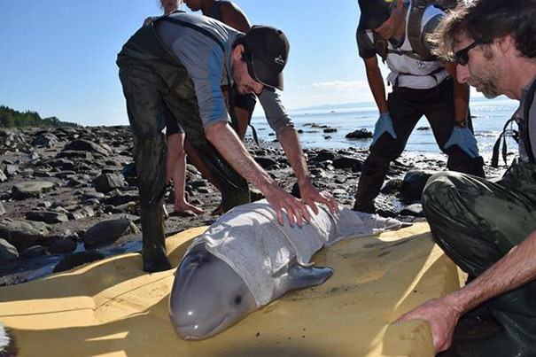 Heroic Kids Save Newborn Baby Whale Who Ended Up On The Sand