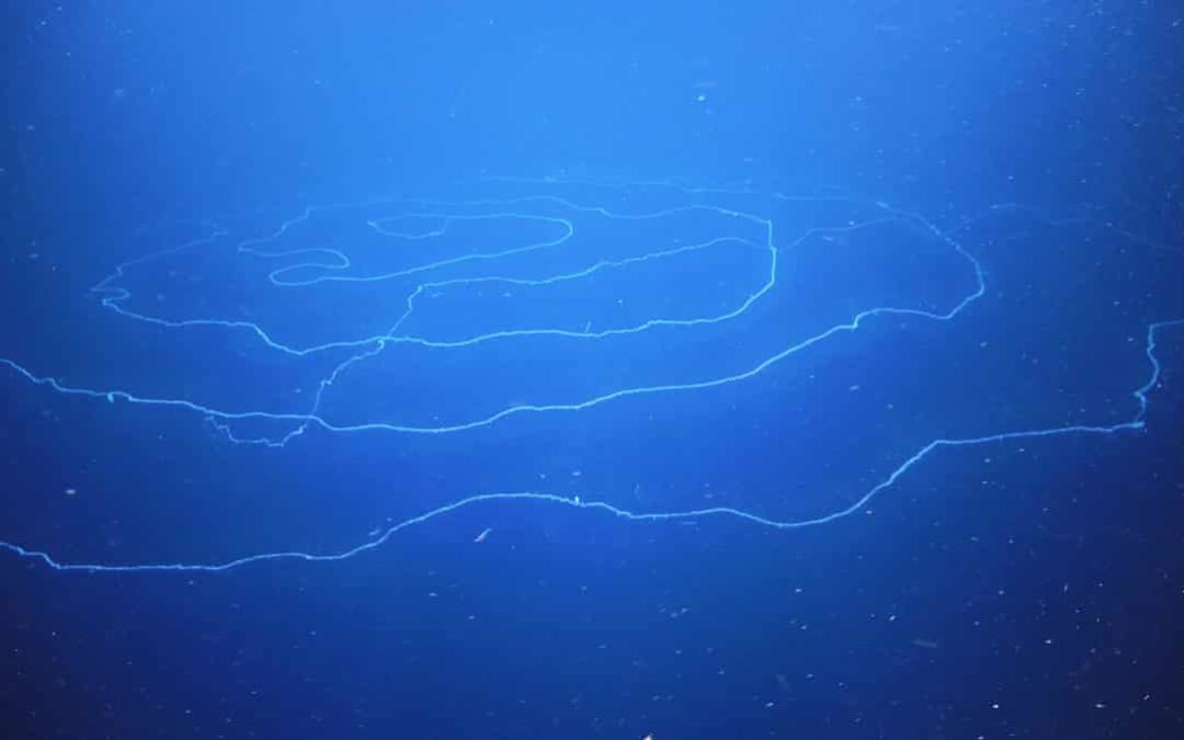 World’s Longest Animal Discovered in Australian Waters