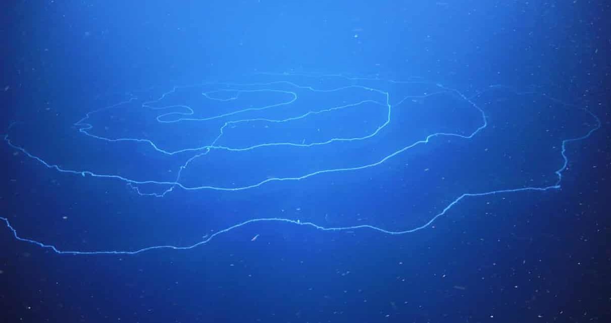 World’s Longest Animal Discovered in Australian Waters