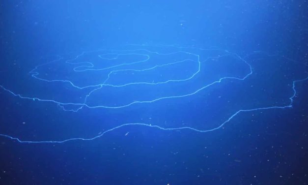 World’s Longest Animal Discovered in Australian Waters