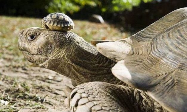 Photo of the Day: 140 Year Old Mother Tortoise Wearing Her 5 Day Old Son As A Hat