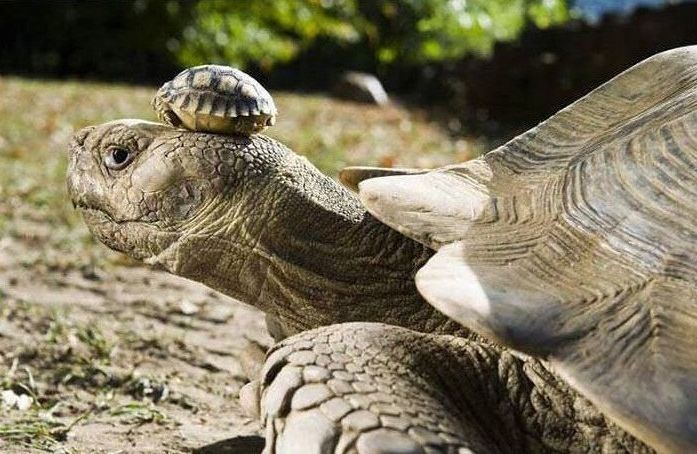 Photo of the Day: 140 Year Old Mother Tortoise Wearing Her 5 Day Old Son As A Hat
