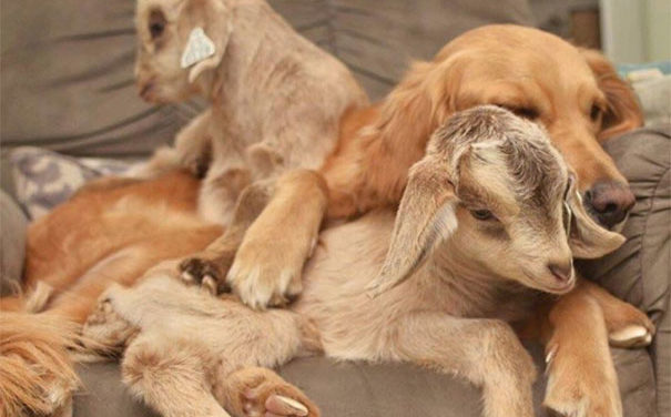 Caring Golden Retriever Adopts Baby Goats And Can’t Stop Cuddling With Them