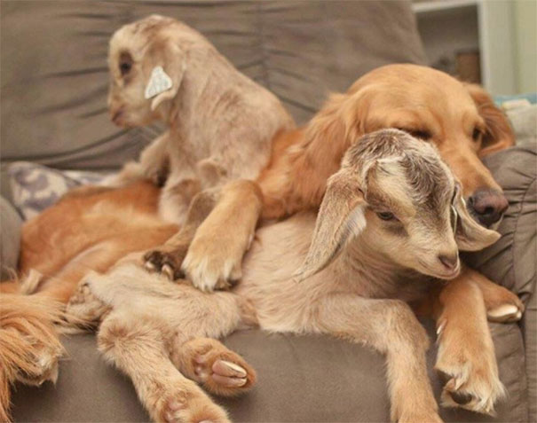 Caring Golden Retriever Adopts Baby Goats And Can’t Stop Cuddling With Them