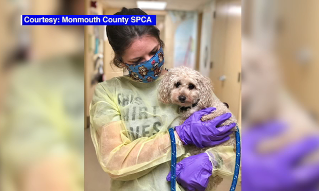Adorable Dog Who Lost Both Owners To Coronavirus Is Looking For A New Home