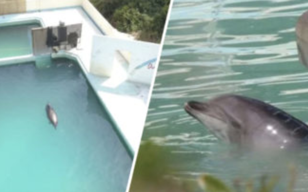 ‘World’s Loneliest Dolphin’ Dies After 15 Years In Captivity