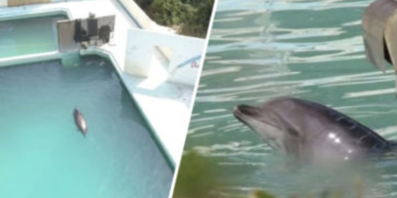 ‘World’s Loneliest Dolphin’ Dies After 15 Years In Captivity