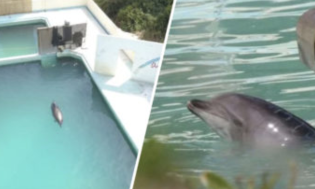‘World’s Loneliest Dolphin’ Dies After 15 Years In Captivity