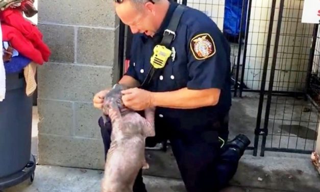 Sick Stray Puppy Overjoyed When Firefighter Who Saved Her Comes To Visit Just look at her tail!