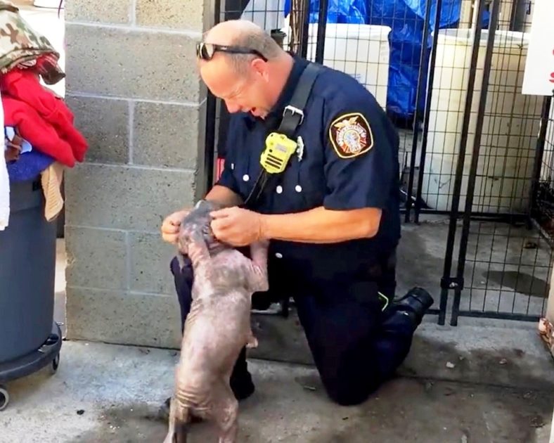 Sick Stray Puppy Overjoyed When Firefighter Who Saved Her Comes To Visit Just look at her tail!