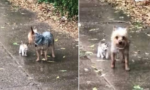 Dog Goes Out For Pee, Comes Back With A Kitten She Rescued
