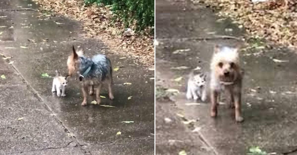 Dog Goes Out For Pee, Comes Back With A Kitten She Rescued