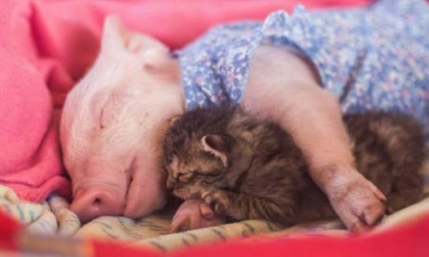 This Unusual Kitten And Piglet Friendship Will Melt Your Heart