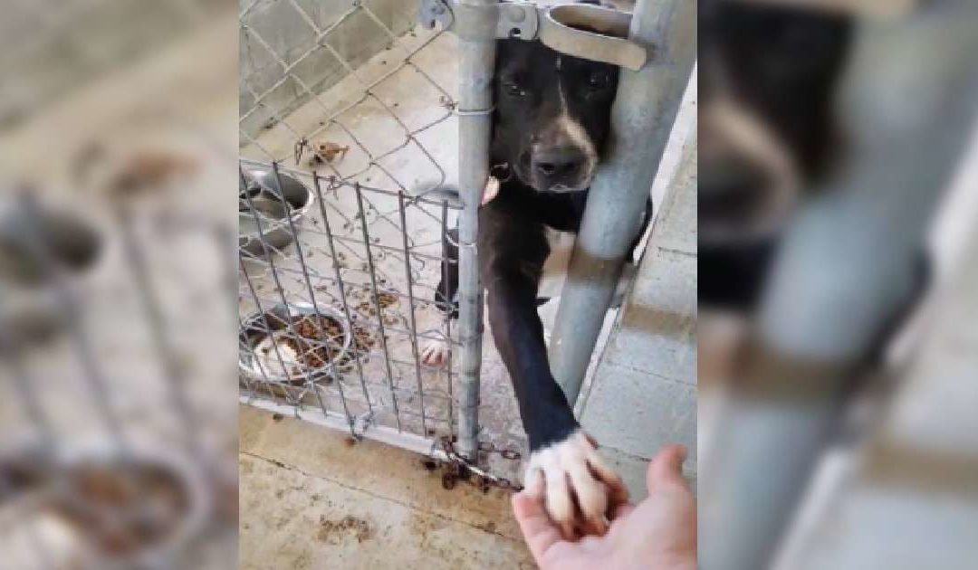 Beautiful Shelter Dog Wants To Hold Hands With People Passing By