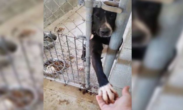 Beautiful Shelter Dog Wants To Hold Hands With People Passing By