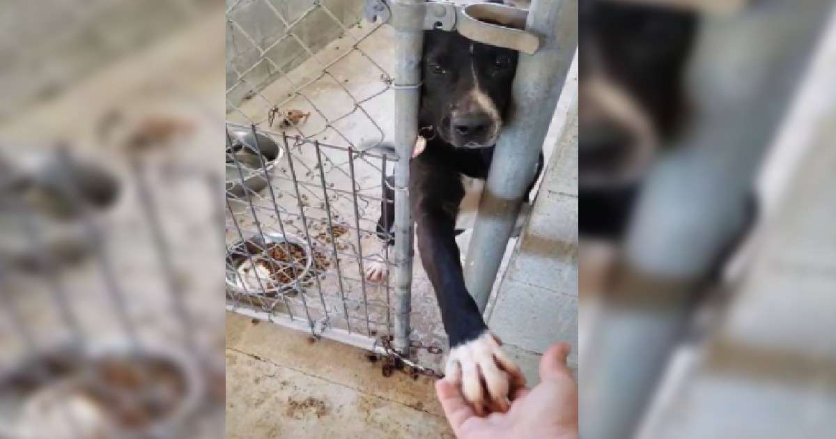 Beautiful Shelter Dog Wants To Hold Hands With People Passing By