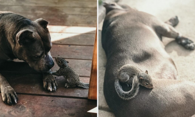 Baby Squirrel Claims Motherly Pit Bull As Her Own