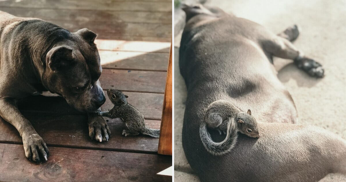 Baby Squirrel Claims Motherly Pit Bull As Her Own